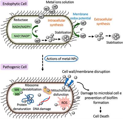 Endophytic Microorganisms From the Tropics as Biofactories for the Synthesis of Metal-Based Nanoparticles: Healthcare Applications